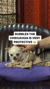 Joe Manganiello Instagram - @joemanganiello’s chihuahua Bubbles is not a fan of others approaching her 🤣