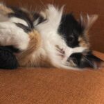 Joey Bragg Instagram – 2023 pt. 3 CATS