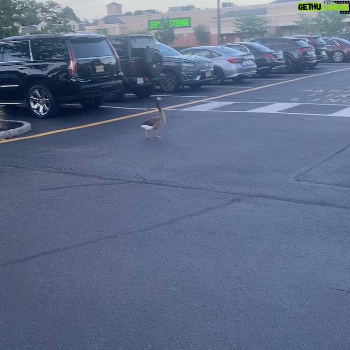 Joey Diaz Instagram - A duck walks in to a tremendous restaurant….. Osteria in Marlboro NJ