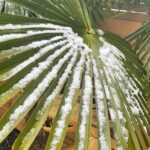 Joey Essex Instagram – Have you ever seen snow on palm tree’s before? 🥶❄️🌴
