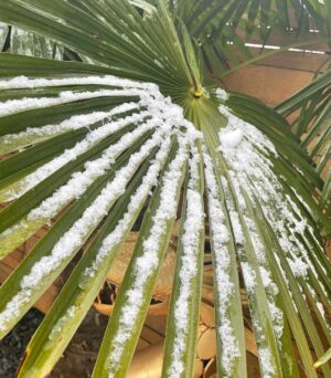 Joey Essex Instagram - Have you ever seen snow on palm tree’s before? 🥶❄️🌴