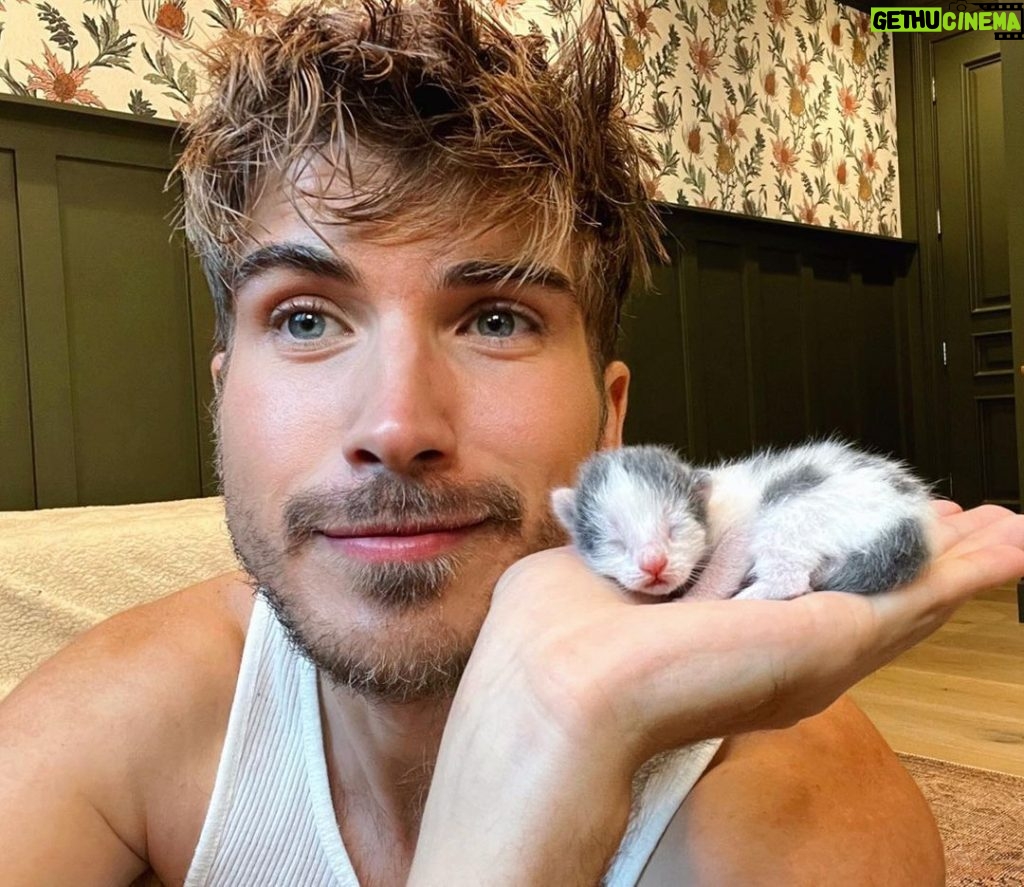 Joey Graceffa Instagram - what should i name them?! helped a kitty girl birth to 6 sweet angels this week! new video up on my channel 🥰