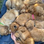 Joey Graceffa Instagram - puppy dump 🥰