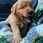 Joey Graceffa Instagram - puppy dump 🥰