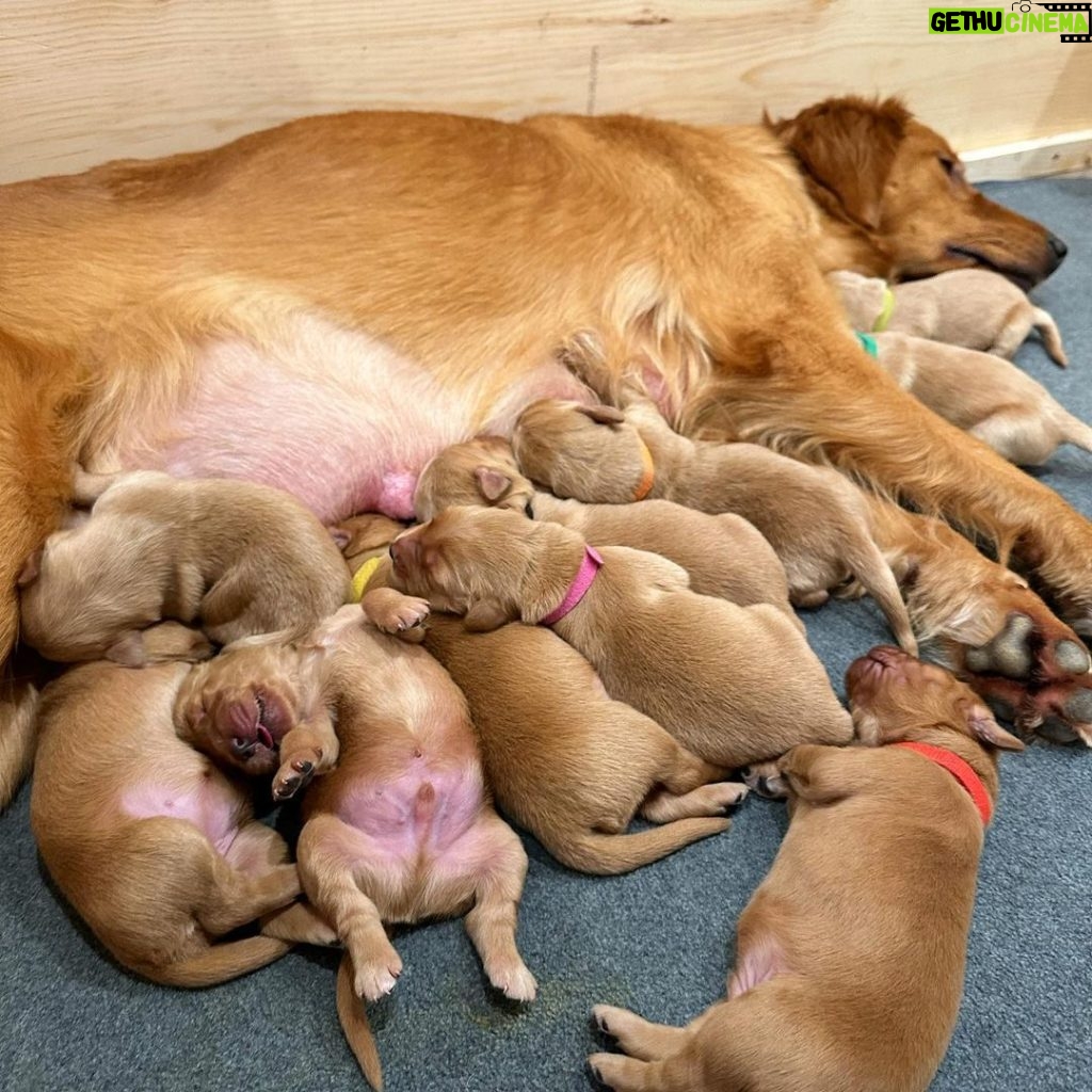 Joey Graceffa Instagram - this golden girl’s a mommy! 🥰 tap the link in bio to watch these sweet 11 angels be born. 💛