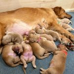 Joey Graceffa Instagram – this golden girl’s a mommy! 🥰 tap the link in bio to watch these sweet 11 angels be born. 💛