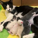 Joey Graceffa Instagram - what should i name them?! helped a kitty girl birth to 6 sweet angels this week! new video up on my channel 🥰