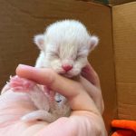 Joey Graceffa Instagram - what should i name them?! helped a kitty girl birth to 6 sweet angels this week! new video up on my channel 🥰