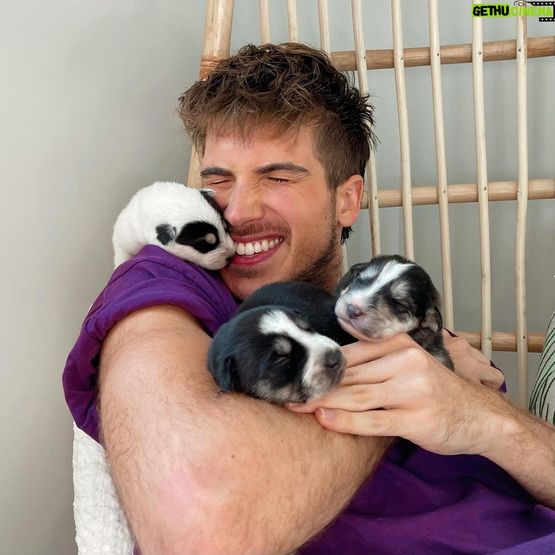 Joey Graceffa Instagram - Remember 101 Dalmatians? This is them now… husky edition