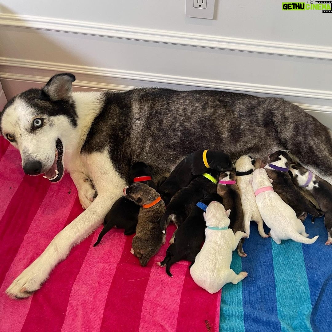 Joey Graceffa Instagram - Remember 101 Dalmatians? This is them now… husky edition