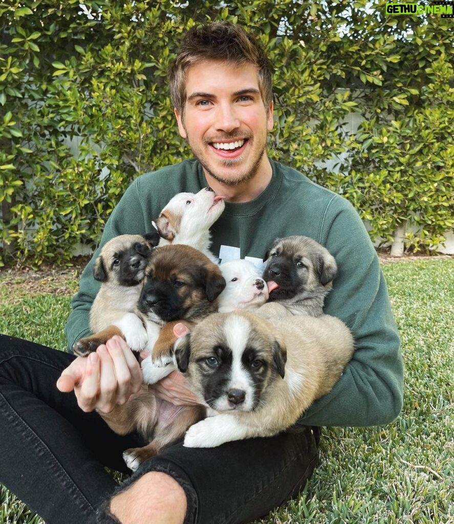 Joey Graceffa Instagram - oops I did it again 😳🐶 find out how I ended up rescuing these little guys at the link in bio!