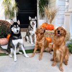 Joey Graceffa Instagram - the struggle of getting them all to sit and stay deserves your ❤️