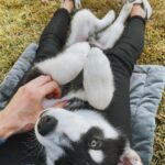 Joey Graceffa Instagram - This is the same look I give @misterpreda when I ask him to do something for me 🙃 Puppy Love