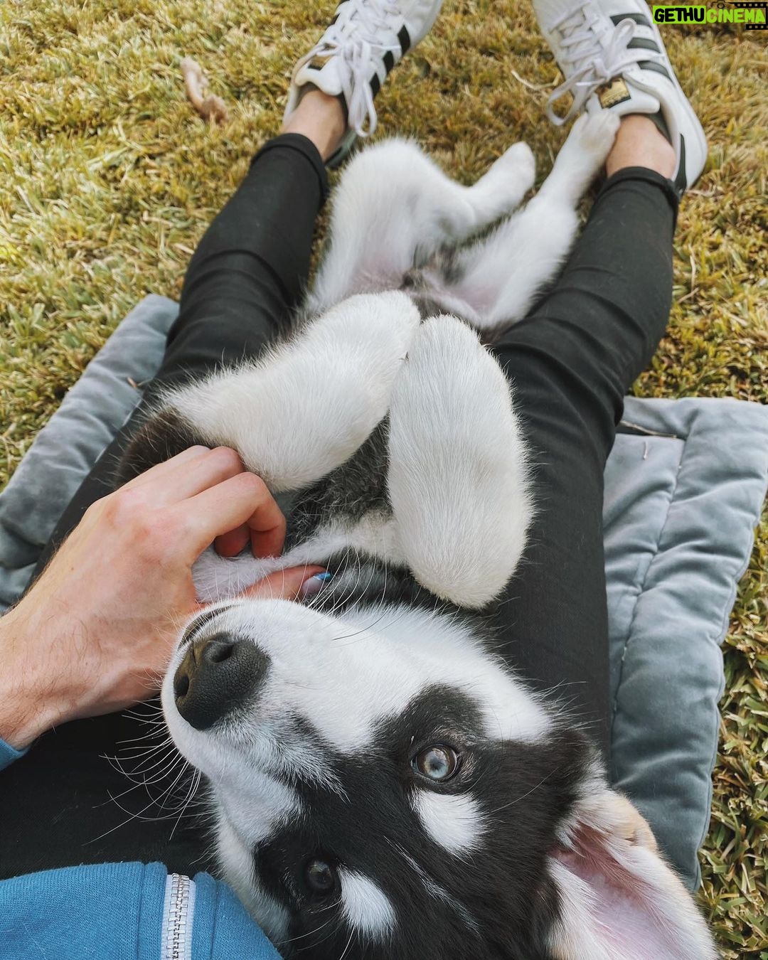 Joey Graceffa Instagram - This is the same look I give @misterpreda when I ask him to do something for me 🙃 Puppy Love