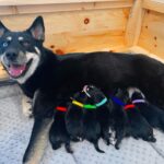 Joey Graceffa Instagram - Welcome to the family! NEW VIDEO IS LIVE! Lark gives birth to her 7 babies! LINK IN BIO 🐶🐶🐶🐶🐶🐶🐶