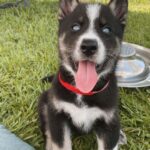 Joey Graceffa Instagram - already missing this handsome man, but so happy @shadowwthehusky officially made it to his forever home where he’ll have the happiest life possible ❤️ link in bio for the full video