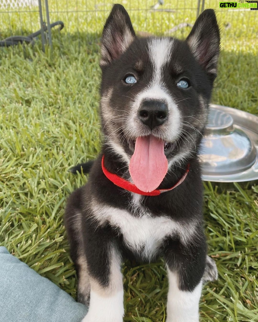 Joey Graceffa Instagram - already missing this handsome man, but so happy @shadowwthehusky officially made it to his forever home where he’ll have the happiest life possible ❤️ link in bio for the full video