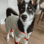 Joey Graceffa Instagram - already missing this handsome man, but so happy @shadowwthehusky officially made it to his forever home where he’ll have the happiest life possible ❤️ link in bio for the full video
