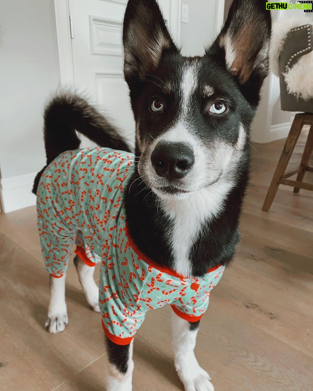 Joey Graceffa Instagram - already missing this handsome man, but so happy @shadowwthehusky officially made it to his forever home where he’ll have the happiest life possible ❤️ link in bio for the full video