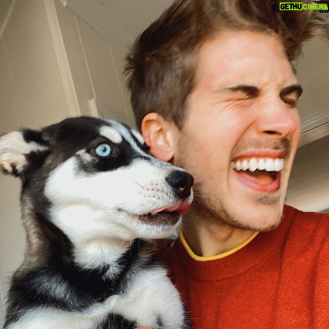 Joey Graceffa Instagram - Reunited with my Pinky girl! 😭 I can’t believe @lunathepaulsonpup remembered me & wouldn’t stop giving me kisses....might have to steal her back! 🥰 link in bio to see the emotional video