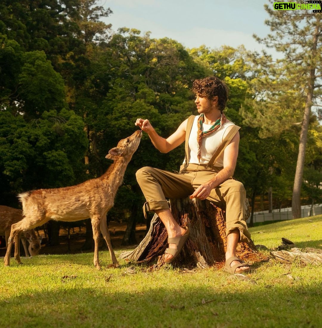 Joey Graceffa Instagram - fostering a pregnant deer once this hits 100k likes 🤭 Nara