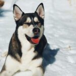 Joey Graceffa Instagram - Wolfie’s first time in the snow! HAPPY BOY! 🐶😍