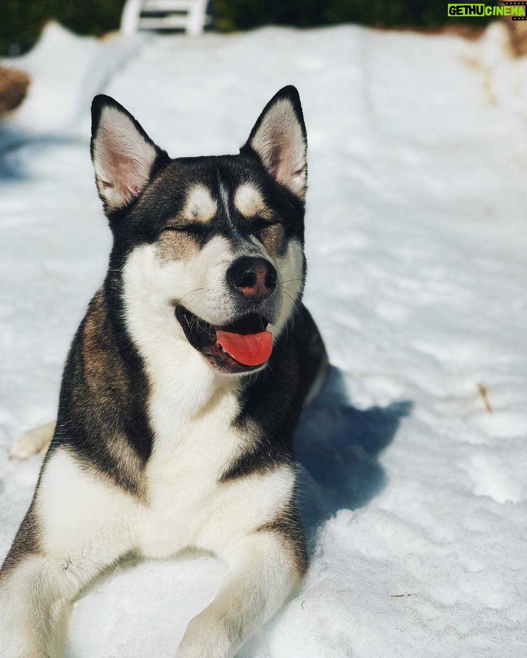 Joey Graceffa Instagram - Wolfie’s first time in the snow! HAPPY BOY! 🐶😍
