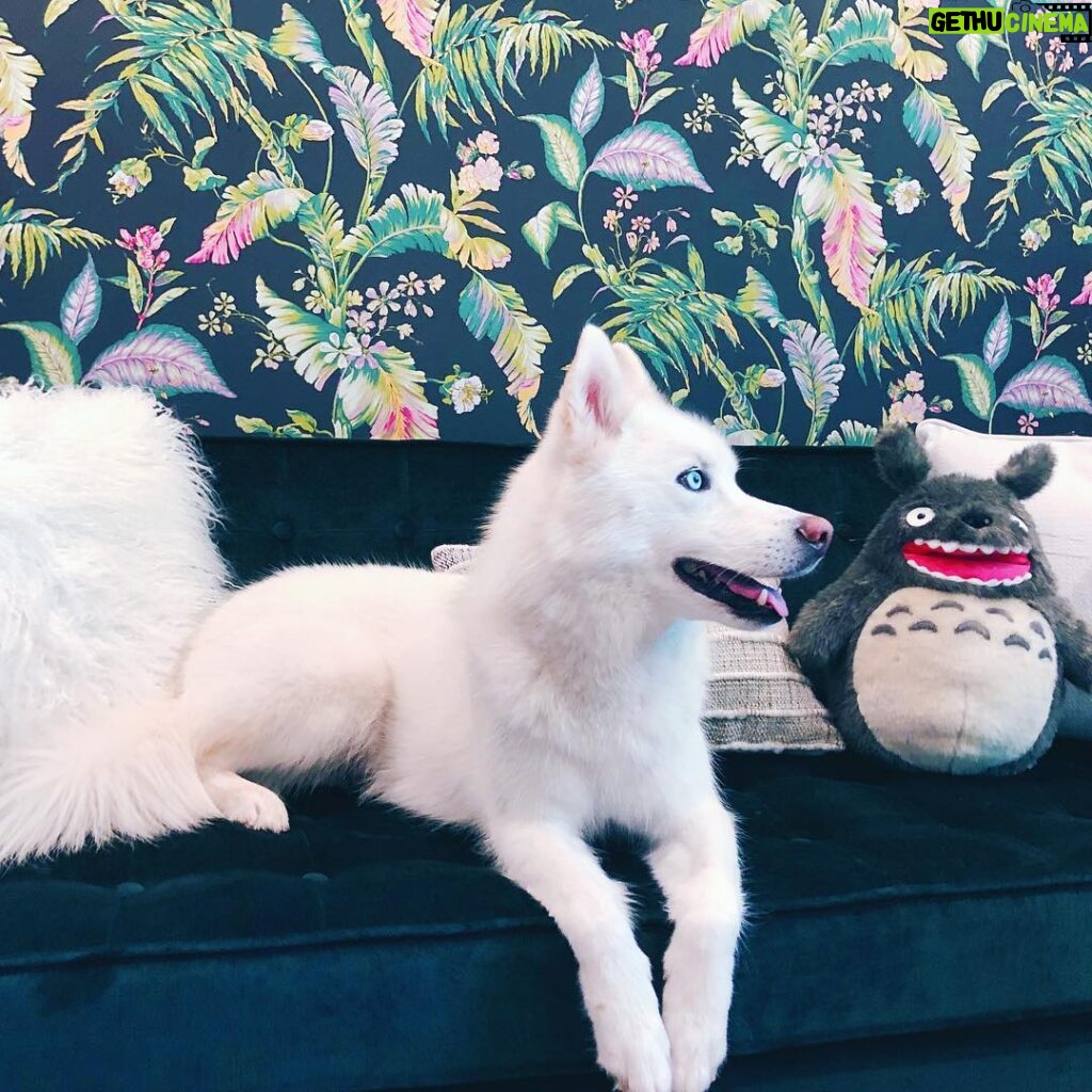 Joey Graceffa Instagram - when ur dog is prettier than you 😫 who knows the name of the stuffed creature next to stormie? ❤️ Los Angeles, California