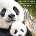 John Krasinski Instagram - Today's the day!!! #BornInChina is in theaters! And hey, did you know that this week @Disneynature is donating part of EVERY ticket to @WWF to help protect pandas and snow leopards? So cool!!!