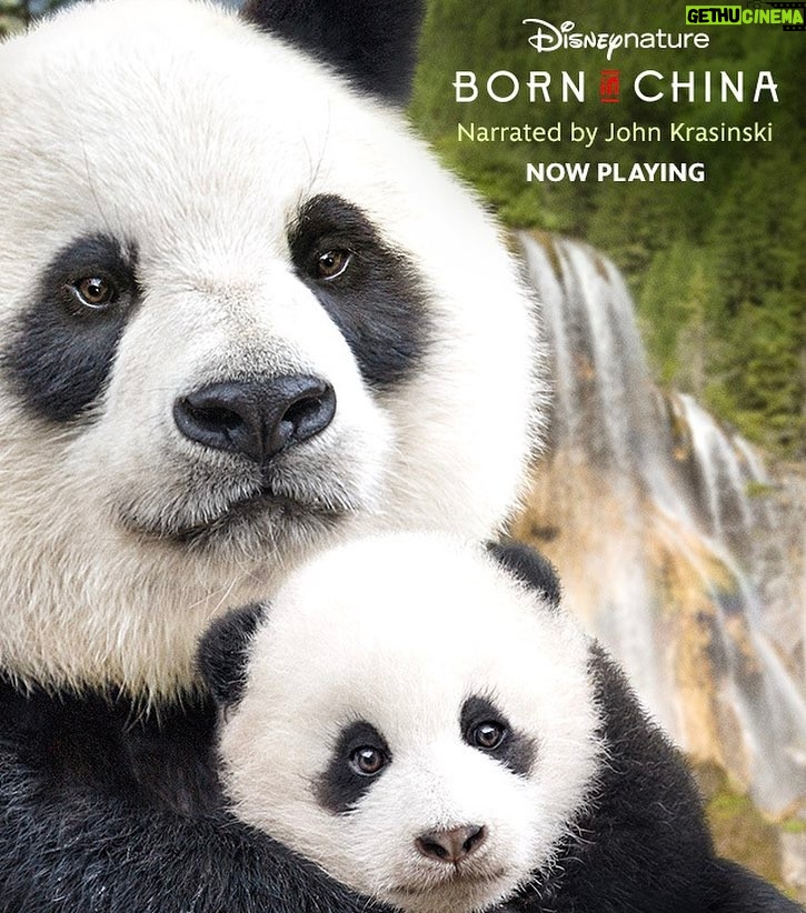 John Krasinski Instagram - Today's the day!!! #BornInChina is in theaters! And hey, did you know that this week @Disneynature is donating part of EVERY ticket to @WWF to help protect pandas and snow leopards? So cool!!!