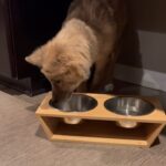 Johnny Knoxville Instagram - Bucket had her first day of dog training today and she did really good. But as she can see from this video she still burps like a truck driver. Finishing school is next.