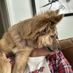 Johnny Knoxville Instagram - Bucket is out of control. Her new thing is to sit on the back of the couch like a cat and completely maul us with kisses. How did we end up with such a nut for a dog?