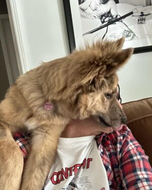 Johnny Knoxville Instagram - Bucket is out of control. Her new thing is to sit on the back of the couch like a cat and completely maul us with kisses. How did we end up with such a nut for a dog?