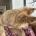 Johnny Knoxville Instagram - Bucket is out of control. Her new thing is to sit on the back of the couch like a cat and completely maul us with kisses. How did we end up with such a nut for a dog?