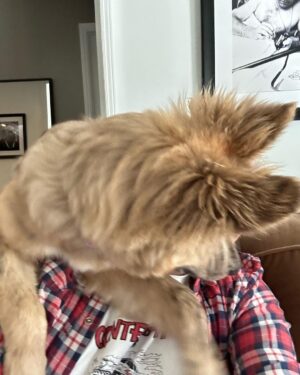 Johnny Knoxville Instagram - Bucket is out of control. Her new thing is to sit on the back of the couch like a cat and completely maul us with kisses. How did we end up with such a nut for a dog?