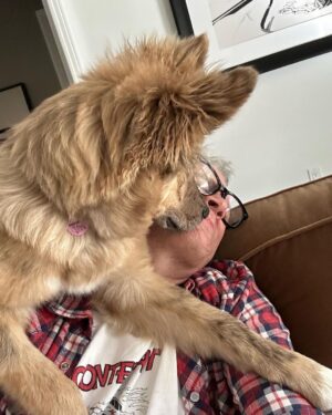 Johnny Knoxville Instagram - Bucket is out of control. Her new thing is to sit on the back of the couch like a cat and completely maul us with kisses. How did we end up with such a nut for a dog?