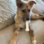 Johnny Knoxville Instagram - Ho Ho Ho, Happy Holidays, Merry Christmas, Happy Kwaanza and Happy Sunday to everyone. Meet Bucket, the newest addition to our family. She was found in a garbage can in Tijuana and the good people at @muttscouts rescued her and got her to us last night. So far her day consists of getting, photographed, fed and kissed. Oh yeah and she pooped on a deck chair so she is fitting in fine around here.❤️ #woof