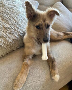 Johnny Knoxville Instagram - Ho Ho Ho, Happy Holidays, Merry Christmas, Happy Kwaanza and Happy Sunday to everyone. Meet Bucket, the newest addition to our family. She was found in a garbage can in Tijuana and the good people at @muttscouts rescued her and got her to us last night. So far her day consists of getting, photographed, fed and kissed. Oh yeah and she pooped on a deck chair so she is fitting in fine around here.❤️ #woof