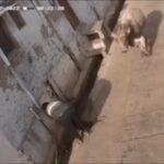 Johnny Knoxville Instagram - 🔊 I love how this bull literally tip toes into frame. What a dick. Oh god, this is the best. I can’t stop laughing.