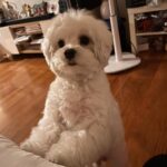 Jolina Magdangal Instagram - ♥️pompom♥️ #maltese