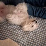 Jolina Magdangal Instagram - ♥️pompom♥️ #maltese