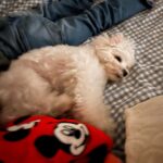 Jolina Magdangal Instagram - ♥️pompom♥️ #maltese
