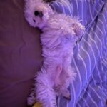 Jolina Magdangal Instagram – ♥️pompom♥️

#maltese