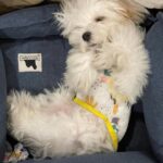 Jolina Magdangal Instagram - ♥️pompom♥️ #maltese
