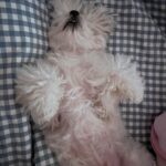 Jolina Magdangal Instagram – ♥️pompom♥️

#maltese