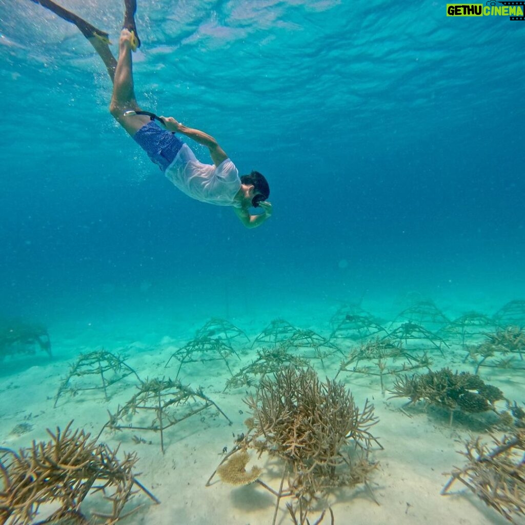 Jonathan Bailey Instagram - Replanting coral in the Indian Ocean. With hero Shameem. SUPREME. More 🪸= more 🐠 + 🐢 + 🐡+ 🦈 + 🥰 💙 @joalimaldives JOALI Maldives