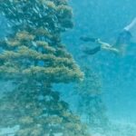 Jonathan Bailey Instagram - Replanting coral in the Indian Ocean. With hero Shameem. SUPREME. More 🪸= more 🐠 + 🐢 + 🐡+ 🦈 + 🥰 💙 @joalimaldives JOALI Maldives