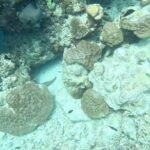 Jonathan Bailey Instagram - Replanting coral in the Indian Ocean. With hero Shameem. SUPREME. More 🪸= more 🐠 + 🐢 + 🐡+ 🦈 + 🥰 💙 @joalimaldives JOALI Maldives