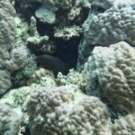 Jonathan Bailey Instagram - Replanting coral in the Indian Ocean. With hero Shameem. SUPREME. More 🪸= more 🐠 + 🐢 + 🐡+ 🦈 + 🥰 💙 @joalimaldives JOALI Maldives
