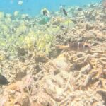 Jonathan Bailey Instagram - Replanting coral in the Indian Ocean. With hero Shameem. SUPREME. More 🪸= more 🐠 + 🐢 + 🐡+ 🦈 + 🥰 💙 @joalimaldives JOALI Maldives